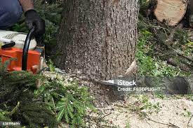 Leaf Removal in Elwood, IL