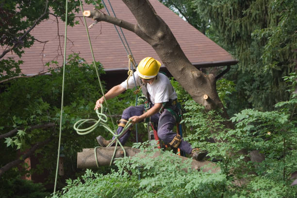 How Our Tree Care Process Works  in  Elwood, IL